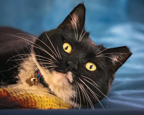 How Can Pet Ownership in the UK Enhance Our Well-Being?